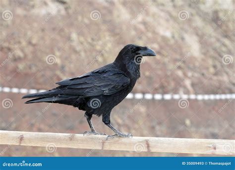 Common Raven stock image. Image of species, beak, animal - 35009493