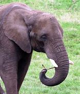 Image result for Knitted Elephant