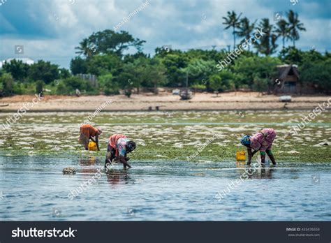 83 imágenes de Women in zanzibar farming algae - Imágenes, fotos y vectores de stock | Shutterstock