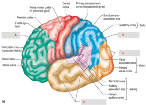 Image result for Brain Exploding Vector