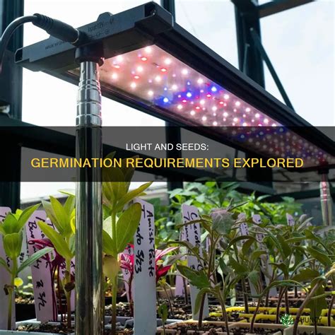 Light And Seeds: Germination Requirements Explored | ShunCy