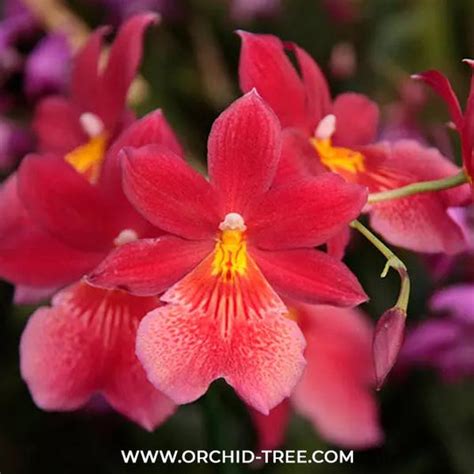 Buy Oncidium Orchids Online India | Dancing lady oncidium online ...