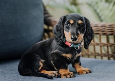 How to Prevent Parvovirus in Dogs