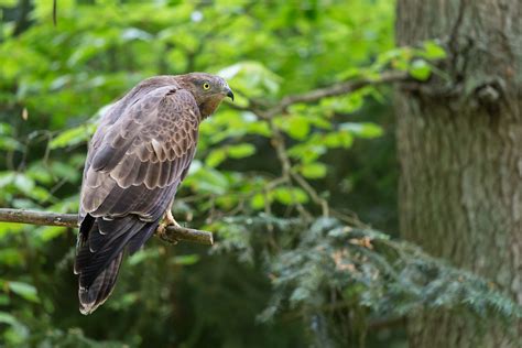 The evolution of the European Honey-buzzard