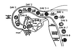Figure A shows the front view of the human female reproductive system ...