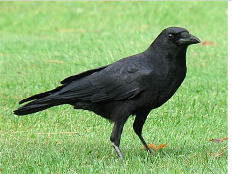 "COMMON CROW" Small Birds, Pet Birds, Common Crow, Bird Life List ...
