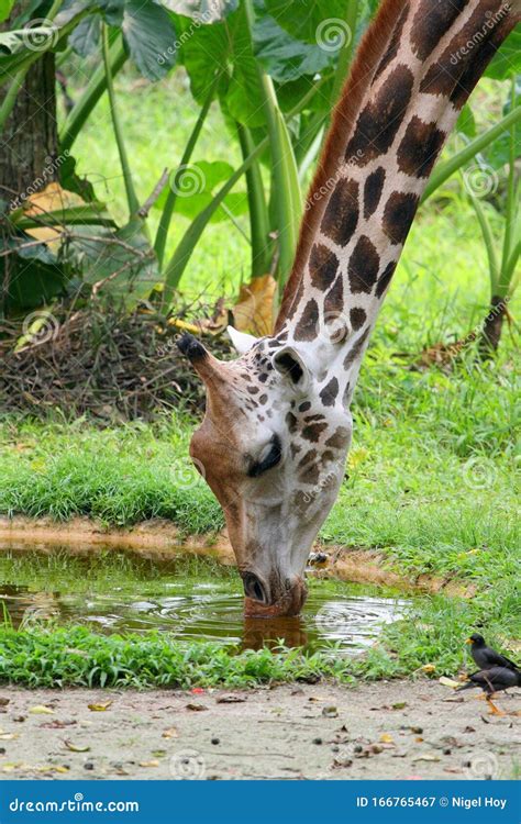 Giraffe Drinking Water from Pond Stock Image - Image of thirsty ...