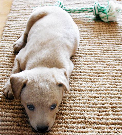 Dogs First Hour Home 的图像结果