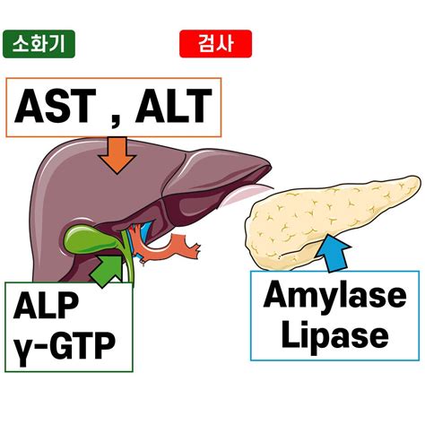 알도스테론(Aldosterone) - 의학당