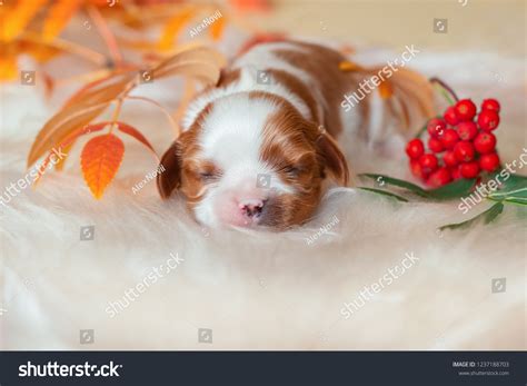 Newborn Cavalier King Charles Spaniel