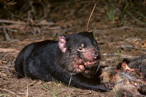 Gruesome cancer afflicting Tasmanian devils may be waning, a hopeful ...