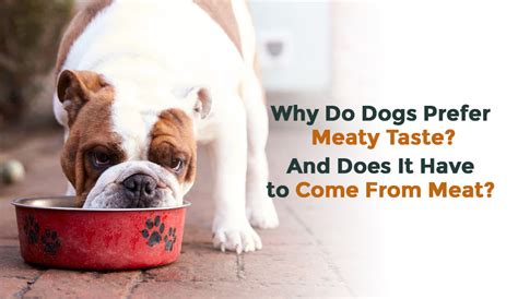 Best Vegan and Vegetarian Dog Food | FurrMate