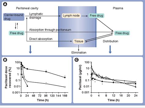 Image result for Intraperitoneal Therapy