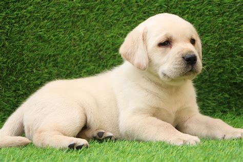 Image result for Beautiful Labrador
