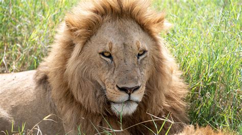 Download wallpaper 3840x2160 lion, predator, muzzle, glance, big cat 4k ...