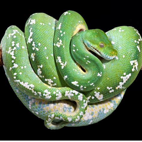 Image result for Green Ball Python