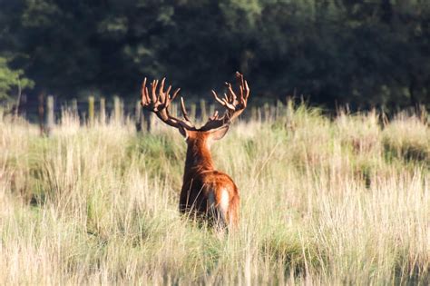 Red Stag (Red Deer): Facts, Antlers & Habitat