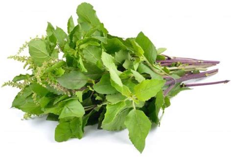Paudha Tulsi Holy Basil Seed Price in India - Buy Paudha Tulsi Holy ...