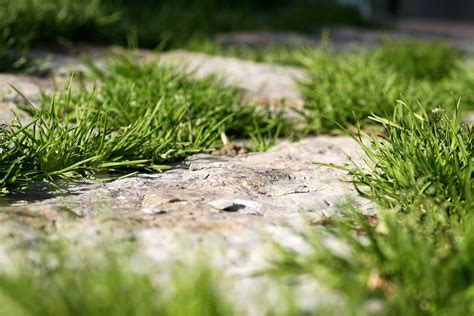 How To Kill Liriope Grass | Storables