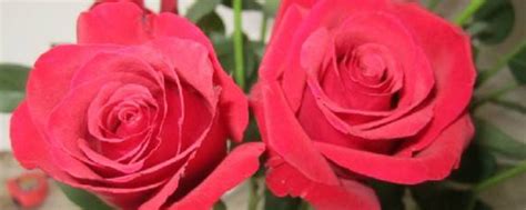 认识花材| 10款常见的红玫瑰品种 - 知乎