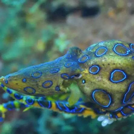 蓝环章鱼当宠物卖 世界最毒海洋生物竟能轻松网购到手？（图） - 海洋财富网