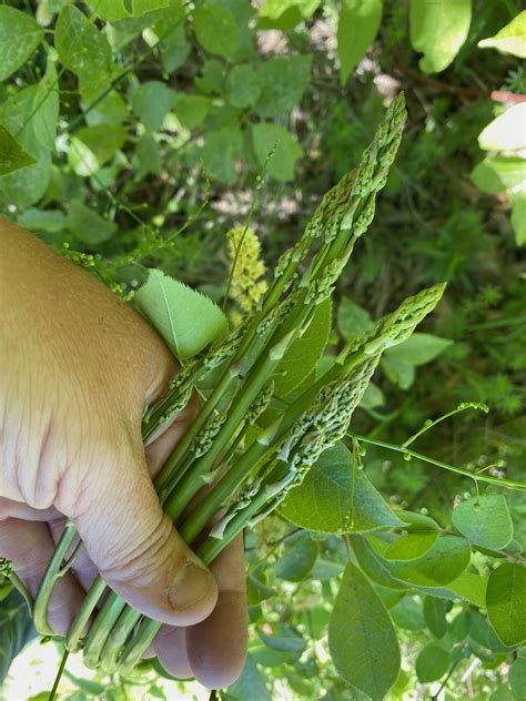 Foraging Wild Asparagus — Practical Self Reliance