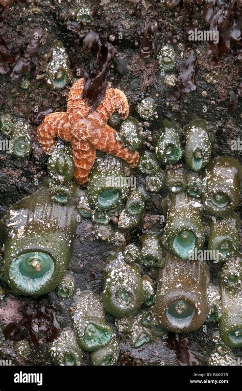 Image result for Tidal Pool Creatures