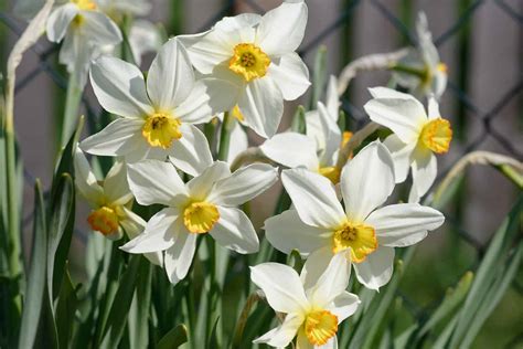 Discover These 9 Rare Types of Daffodils - A-Z Animals