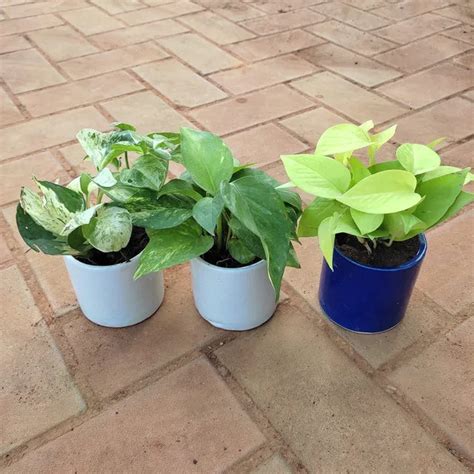 Money Plant (Golden, Green White & Marble)- Set of 3 – Plantsden