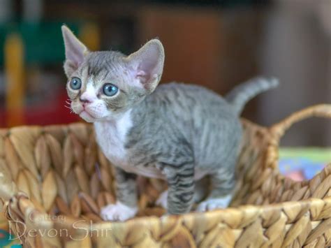 Devon Rex Kittens For Sale Dallas Texas at Michael Wing blog