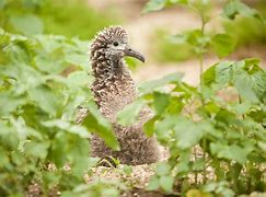 Image result for Cute Little Fluffy Baby Bunnies in Houston