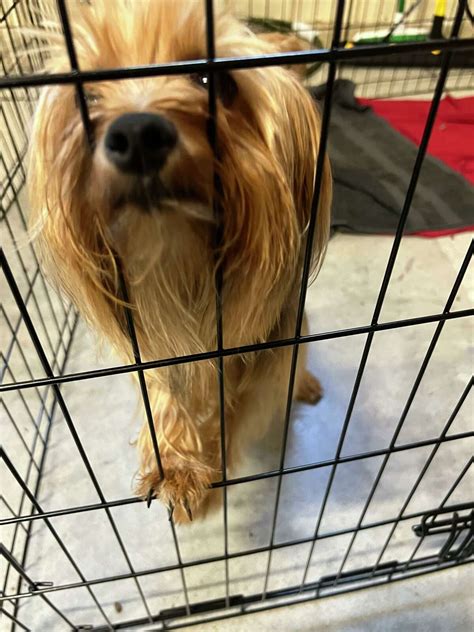 Midland Humane Society to take in 20 dogs saved from puppy mills