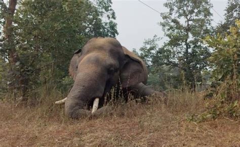 Korba News: बिजली के करंट की चपेट में आने से जंगली हाथी की मौत | Korba ...