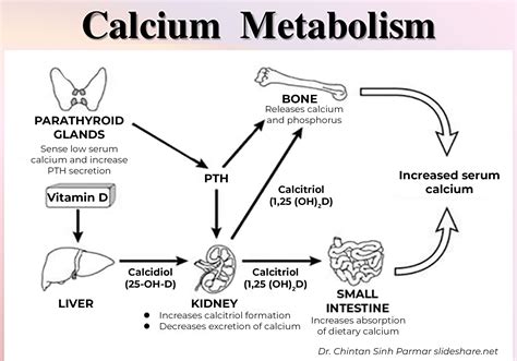 Calcium and Vitamin D Metabolism and Associated Disorders • MSPCA-Angell
