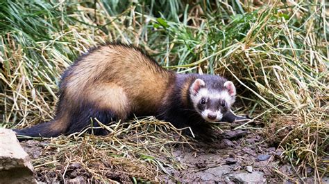 Predators Of Ferrets
