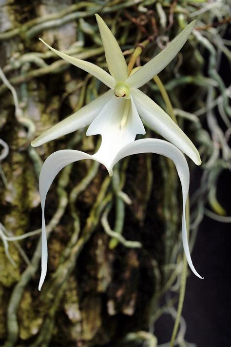 Where Do Ghost Orchids Grow: Ghost Orchid Information And Facts - IMP WORLD