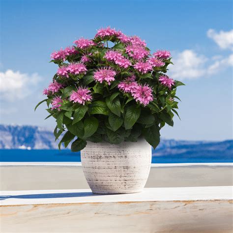 Bee-Mine™ Pink Bee Balm | Plant Addicts