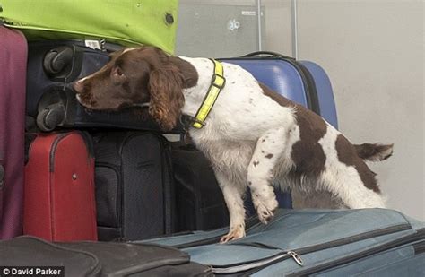 Sniffer dogs effective – NACOB