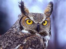 Owl Free Wallpaper by Wallpaper Bird Wallpapers Owl Free Wallpaper
