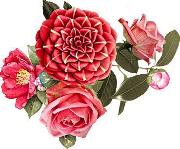 Pin by fashion on geometrical patterns | Flower art, Flowers, Rose