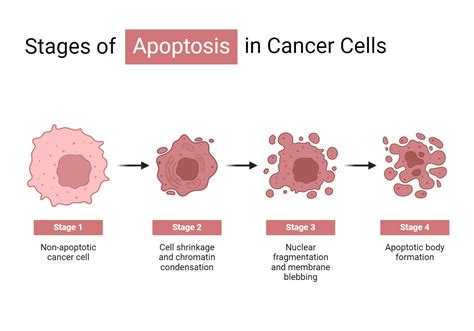 Cancer Cells: Definition, Morphology, Types, Development