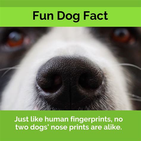 Are Dogs Nose Prints Like Our Fingerprints
