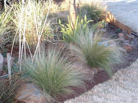 Gardening in Africa: Ornamental grasses in the garden