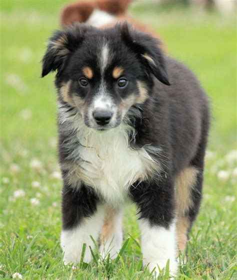 Lovely Miniature Australian Shepherd photo and wallpaper. Beautiful ...