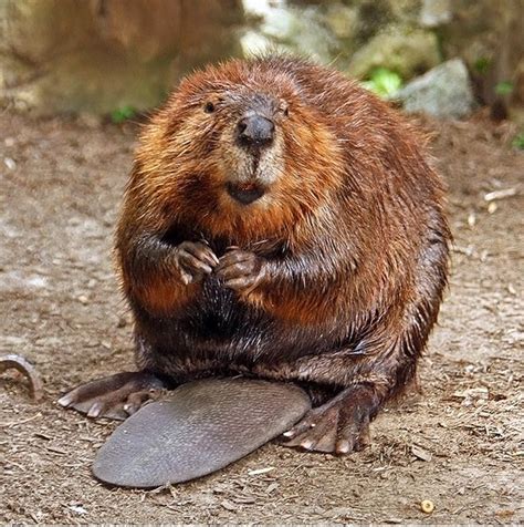 Beaver vs. Woodchuck: What's the Difference? - Main Difference