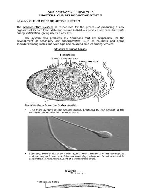 Image result for Male Reproduction System Textbook