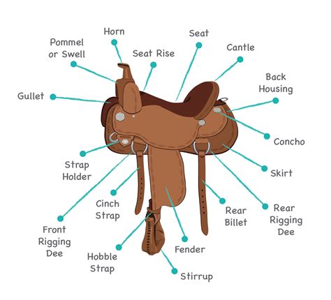 Horse Saddles & Parts Guide. Free Saddle Learning Games. - Allpony
