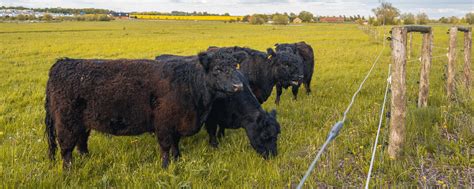 Weideschuss: Landwirtin schlachtet stressfrei auf der Weide ...