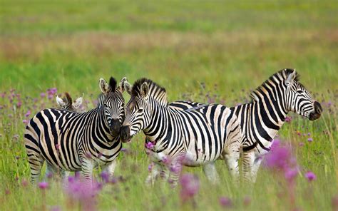 Bing Zebra Wallpaper 的图像结果