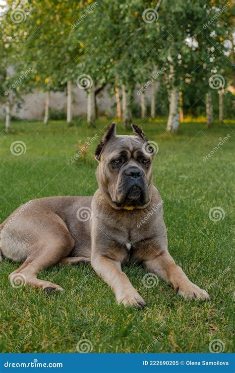 Portrait of an Italian Cane Corso, Color Formentino. on the Green Lawn ...